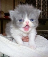 Persian kitten blue bicolour