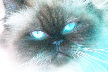 Colour Point Persian