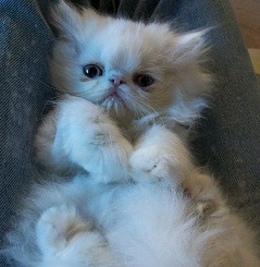 Cute Persian Kitten White