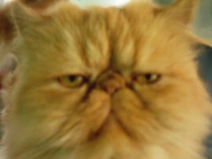 Red Persian Cat