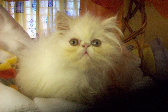 White persian kitten playful look