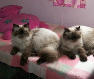 Colourpoint persians enjoying a nap