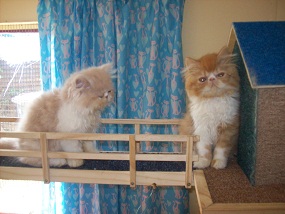 Kittens playing