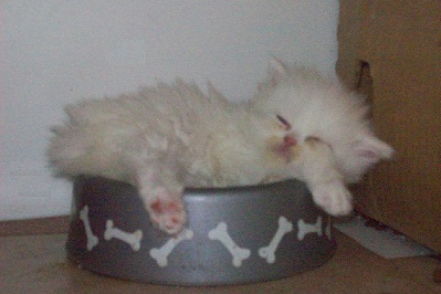 White Persian kitten - very happy